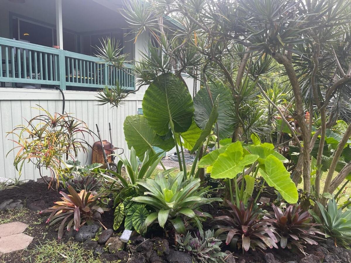 Seaside House And Aloha Bungalow Pahoa Екстериор снимка